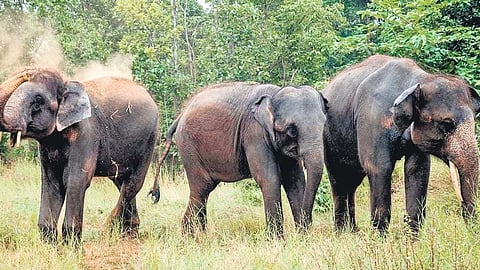 Image of elephants used for representational purposes only