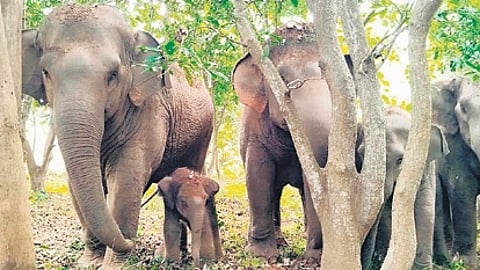 The Rayala Elephant Reserve corridor, which connects Koundinya Wildlife Sanctuary and Sri Venkateswara National Park, currently supports a population estimated between 50 and 60 elephants.