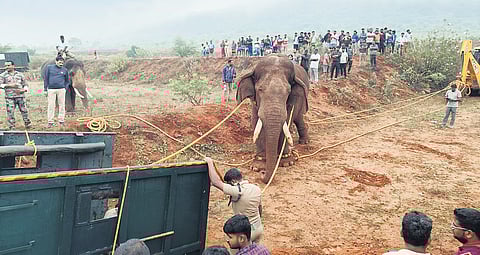 Rolex was loaded into a forest department vehicle at 7.45 am on Friday