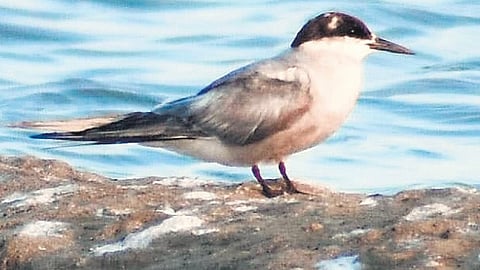 For the first time in Tamil Nadu, Arctic tern bird was spotted at Puthalam in Kanniyakumari district.
