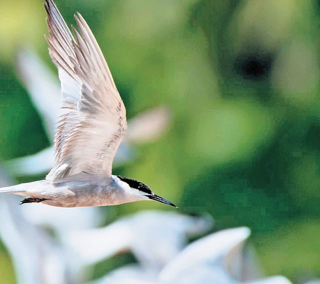 White-cheeked tern (left) and Arctic tern spotted in Puthalam on Sptember 13 and 14 | Express