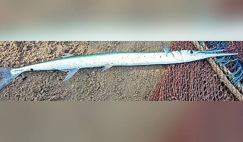 Experts opine that the fish which killed him could be a houndfish — which is one of three fish species known to have teeth.