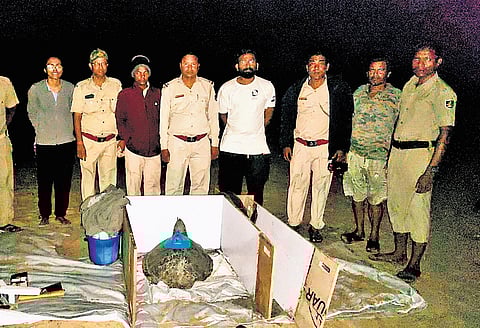 The satellite tags fitted on an Olive Ridley turtle by the Wildlife Institute of India