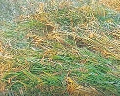 The damaged paddy crop in Kadapa | express