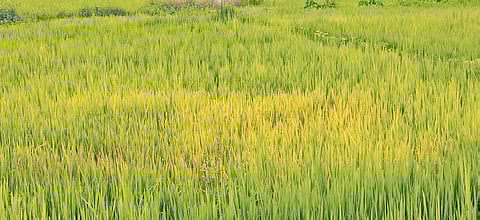 Paddy crop infested with brown planthopper in Jeypore sub-division.