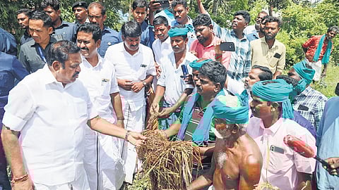 AIADMK general secretary Edappadi K Palaniswami inspecting damaged paddy kept in the open by farmers outside DPCs in Tiruvarur district on Wednesday.