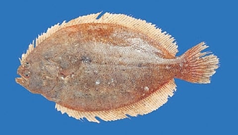 The newly-described species, Pseudorhombus bahudaensis