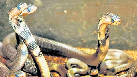 Kerala recorded 31 snake-bite deaths in 2024-25, the lowest in 13 years