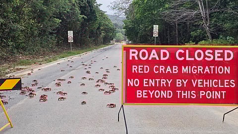 In this image supplied by Parks Australia, red crabs cross a road during their annual migration on Christmas Island, Australia, in October 2025.