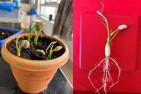 The species had sharply declined due to poor regeneration, seed dormancy, and habitat degradation, which threatened the supply of raw material for Nirmal artisans