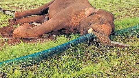 The farm owner spotted the dead elephant around 5 am on Thursday, and informed forest officials.