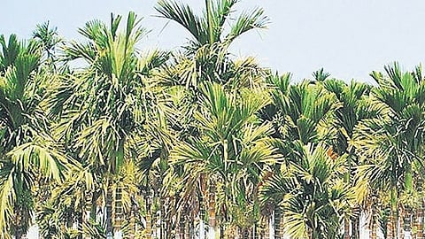 Areca trees.