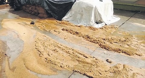 Paddy being washed away by rainwater at Yellareddypet market yard in Rajanna-Sircilla district on Friday; (above) A farmers tries to salvage drenched paddy at a procurement centre in Nalgonda district.