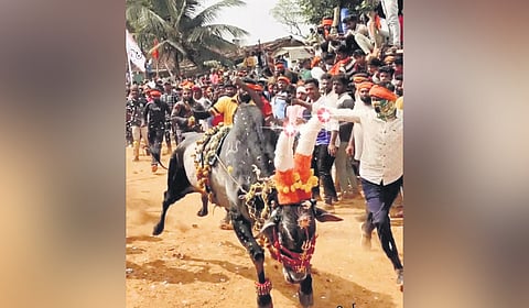 A bull-taming event being held in Haveri district on Wednesday
