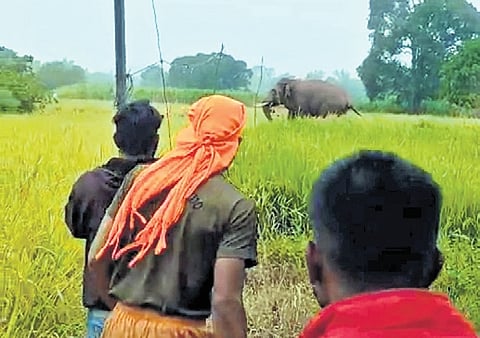 Villagers chase a wild elephant from a field on the outskirts of Maskenatti village in Khanapur on Friday.