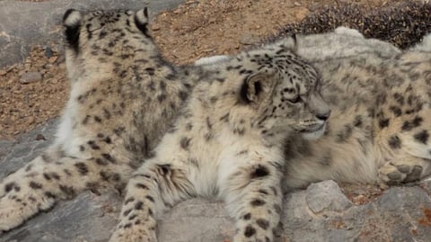 The second state-wide snow leopard assessment report, The Status of Snow Leopard in Himachal Pradesh 2025, confirms the species’ strong presence across high-altitude.