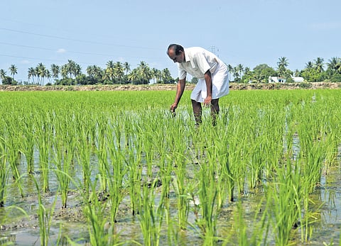A farmer tending to his paddy field in Bahour, where agro-homeopathy is helping revive soil fertility and reduce dependence on chemical fertilisers