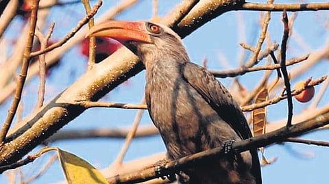 Malabar pied hornbills in Udupi