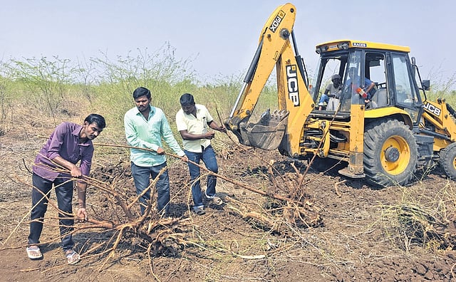 Sevagan Trust members remove weeds and rubbish from Veeranam Lake in Salem as part of their effort to restore the city’s water resources | Express