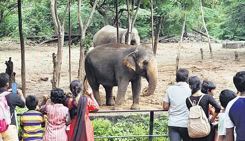 Visitors gather around the elephant enclosure at Indira Gandhi Zoological Park.