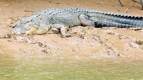 Representative Image