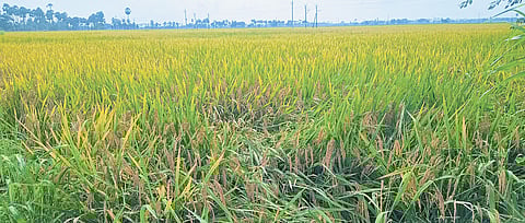 Farmers across coastal Andhra Pradesh are bracing for a potential disaster as Cyclone Montha moves closer to the State.