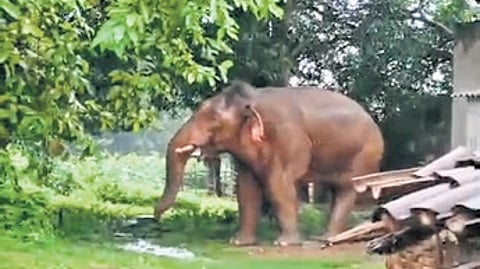 File photo of an elephant near a house in a village of Bargaon block in August.