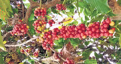 The coffee is primarily prepared from the faecal matter of the civet cat (Asian palm civet, Paradoxurus hermaphroditus) which feeds on ripened coffee berries.