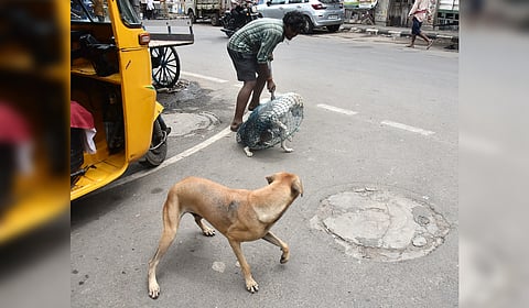 The Animal Husbandry department has proposed setting up 38 new ABC centres.