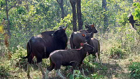 PTR officials said they have requested at least 50 bison and 200 sambar from the central Indian state.