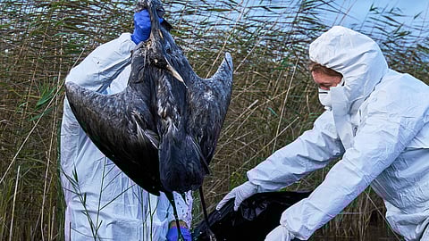Environmental workers collect the bodies of the birds that have died from bird flu in a lake in Linum, Brandenburg, Germany, Monday, Oct. 27, 2025.
