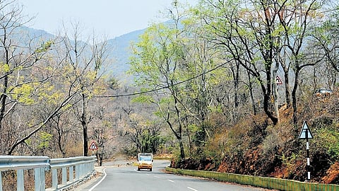 The MM Hills sanctuary, spread across 906.18 sq km, forms a vital link in the Eastern and Western Ghats tiger landscape