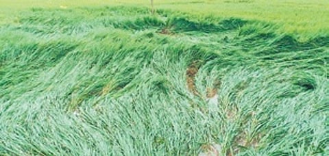 Sources said most the paddy crops which were in their panicle and flowering stage have been flattened due to heavy rain and wind.