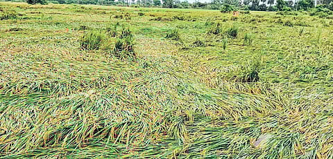 Damaged paddy crop in Krishna District..