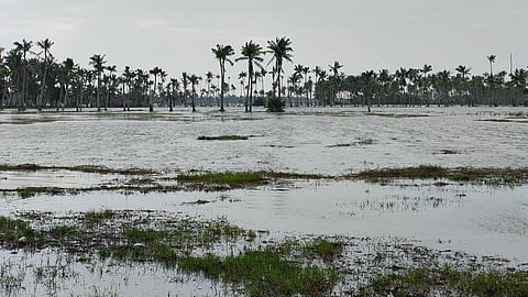 With the impact of cyclone Montha, sea water enters the fish ponds and fields in Antervedi.