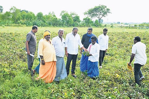 Energy Minister Gottipati Ravikumar inspects the cyclone affected areas in Purchur and Addanki constituencies.