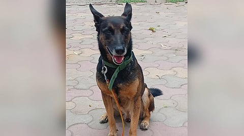 Delhi Police’s K9 Unit dog Amro, who helped detect the narcotic substance.