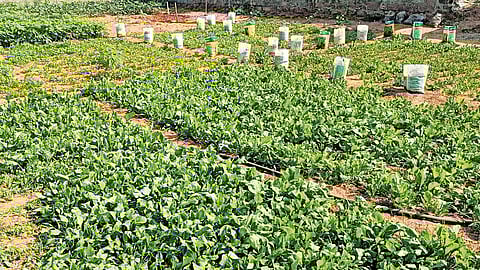 Vegetables grow in a two-acre garden at PM SHRI ZPHS (Boys) in Rajapet, Yadadr-Bhuvanagiri district
