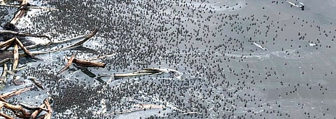 Thick swarms of mosquitoes buzz over Ibrahimbagh lake