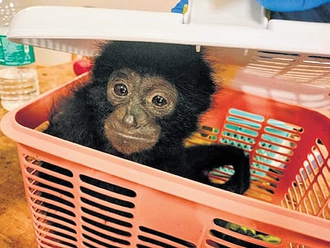 In September, a baby Siamang Gibbon, native to Indonesia, Malaysia, and Thailand, was rescued in Tiruvottiyur in North Chennai.