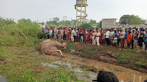 Forest personnel and locals gather near the elephant’s carcass on Sunday.
