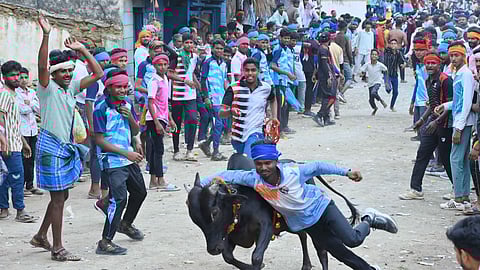 The Kobri Hori competition involves bulls running from one end to the other, while spectators attempt to catch them before they finish the run.