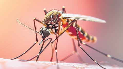 Dengue toll highest in Ernakulam in past five years; 427 deaths in Kerala