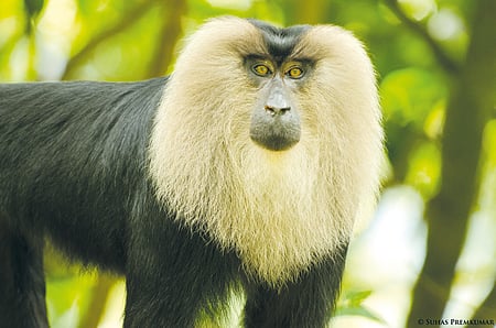 A lion-tailed macaque