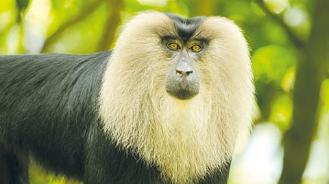A lion-tailed macaque. Image used for representational purpose only.