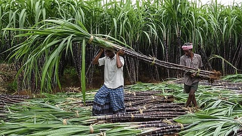 Sugarcane farmers. Representational Image.