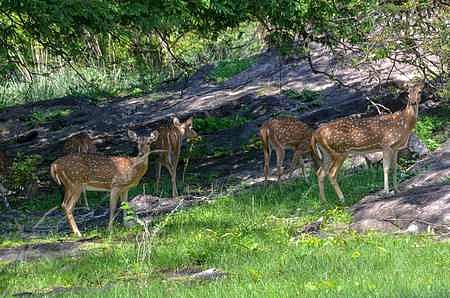 The forest department has surged the security following a recent rise in incidents of poaching wild animals, including spotted deer, across the district.