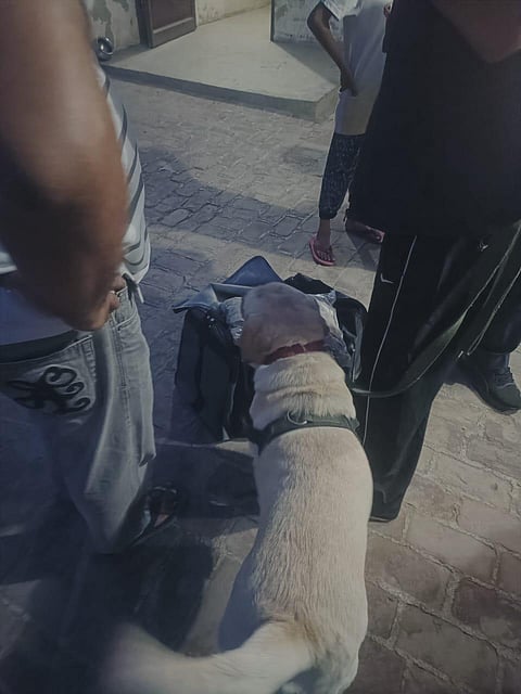 Haryana Director General of Police OP Singh praised the operation, saying that canines like Jack and Rambo are not just members of the police force but real heroes.