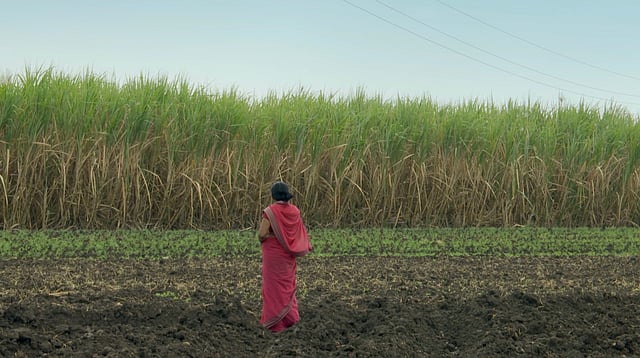 Scene from the sugarcane farms in Latur, Maharashtra