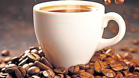 Coffee beans’ patient wait for the rain